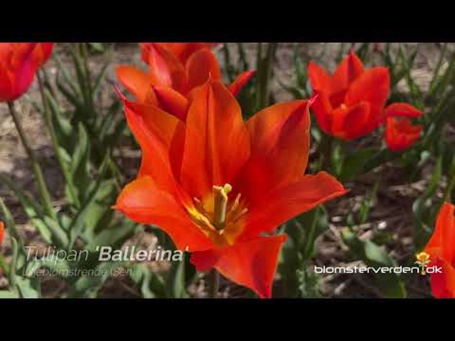 Tulipe 'Ballerina'